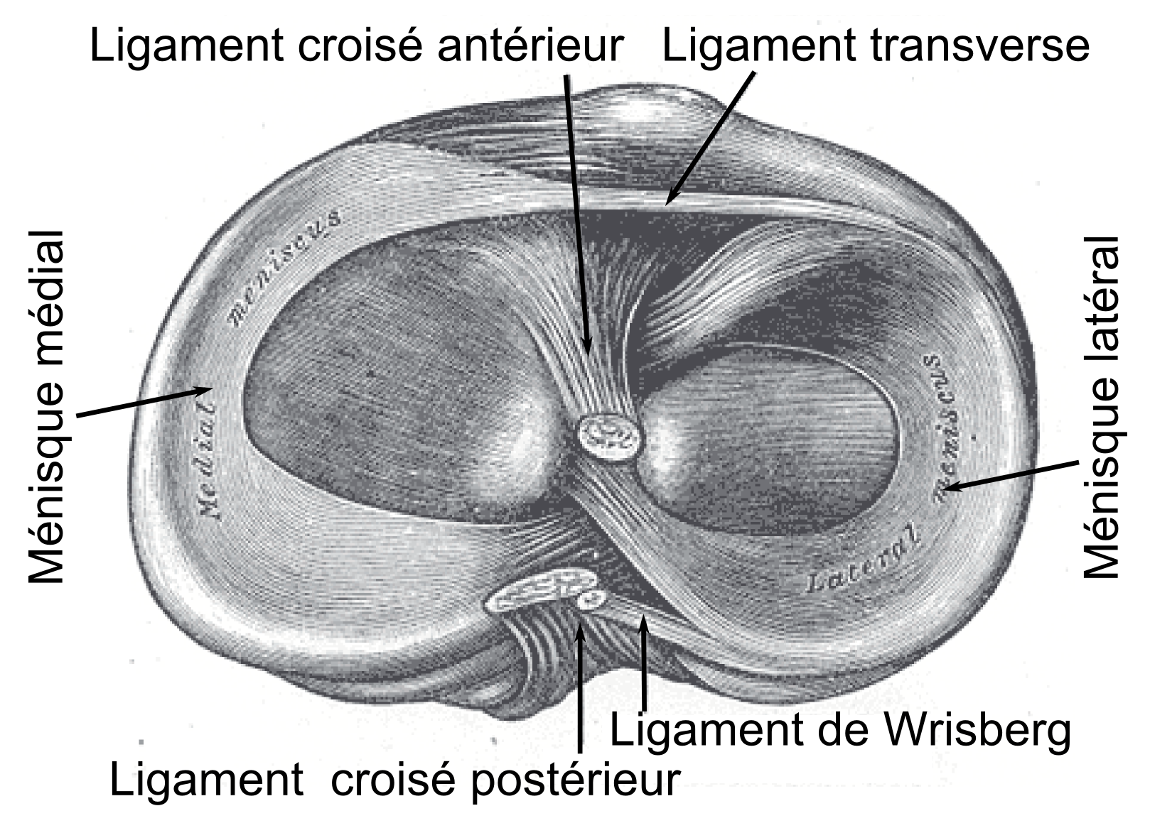 Tibial plateau and menisci, plate from Gray's Anatomy
